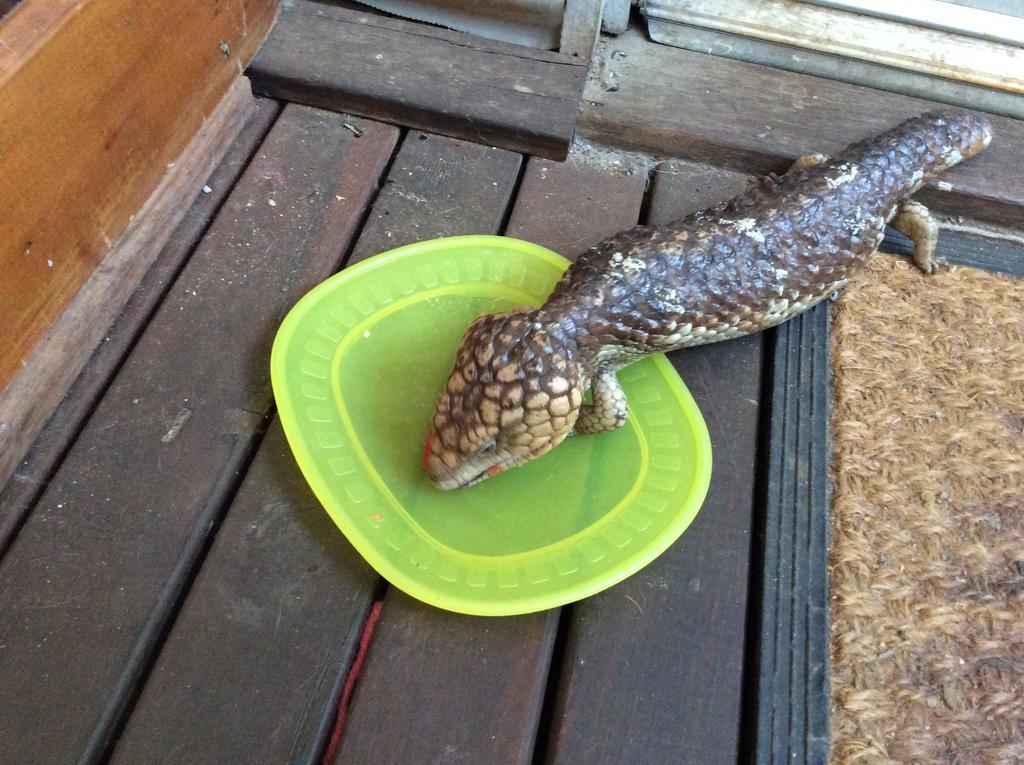 Floravalley Bed & Breakfast Toodyay ภายนอก รูปภาพ